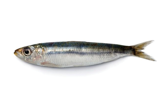 sardina