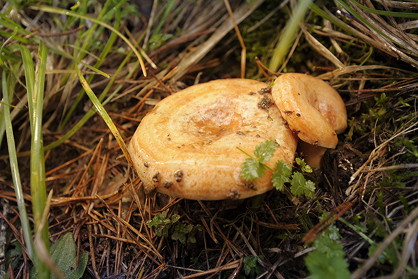 rovellons_20150913PegateraCollNargoSetas_DSC6895
