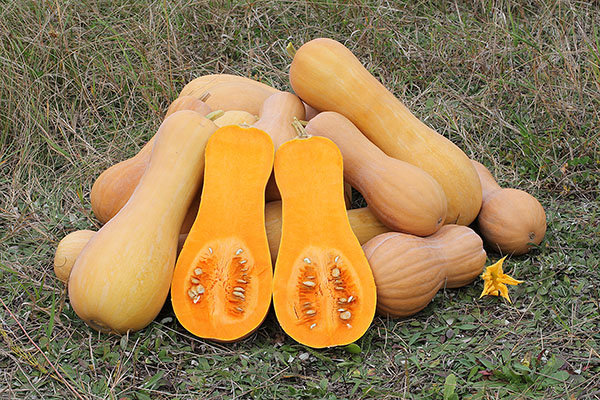 Cucurbita_moschata_Butternut_2012_G2