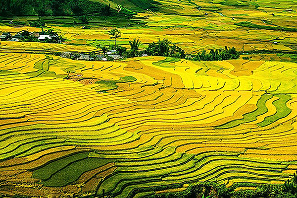 rice-terraces-214725_640_copyleft