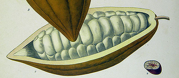 cacao_1