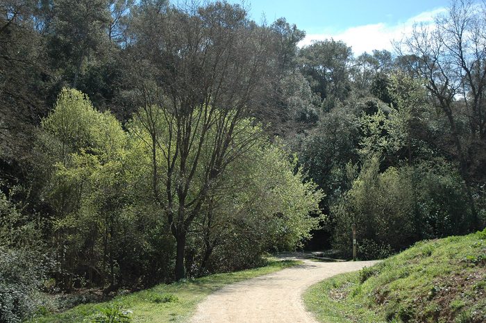 collserola1