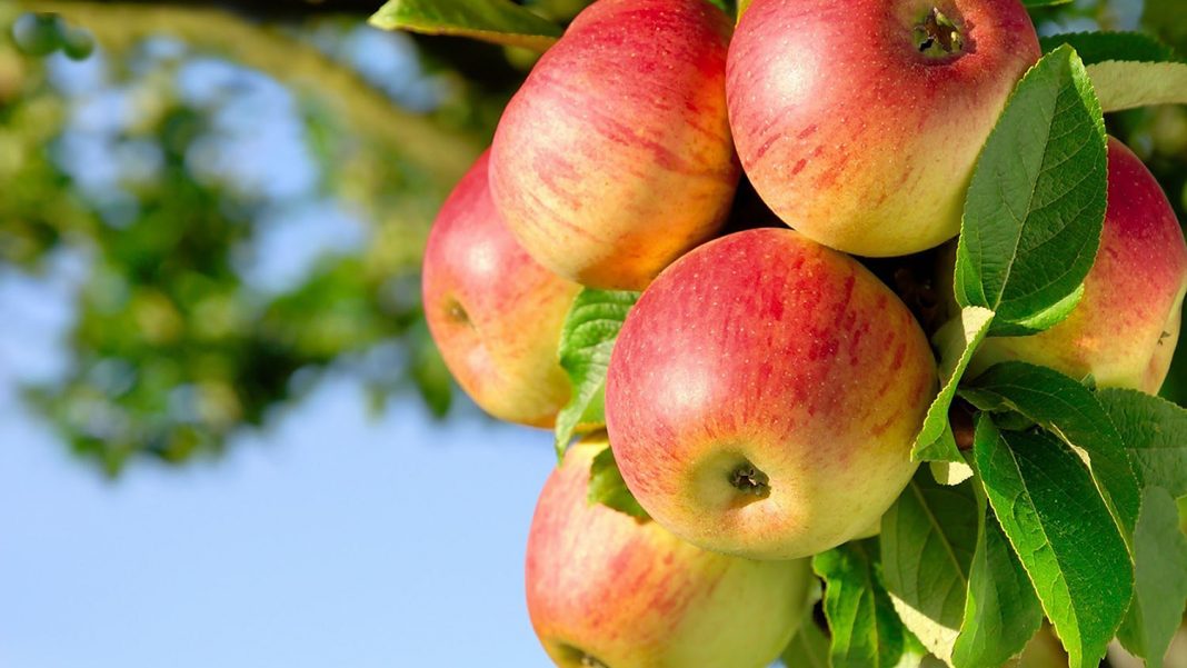 pomes-vermelles