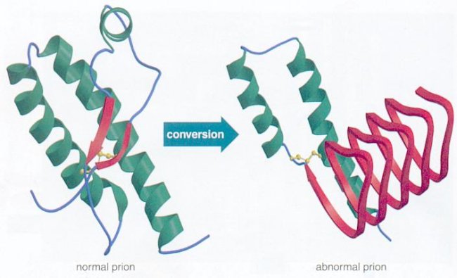 i11-08-prion