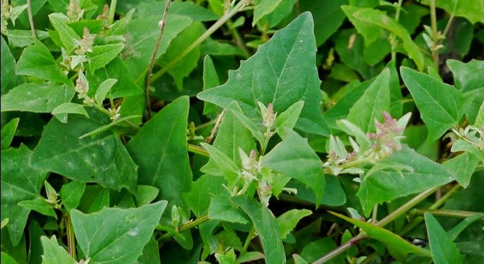 Atriplex prostrata hojas