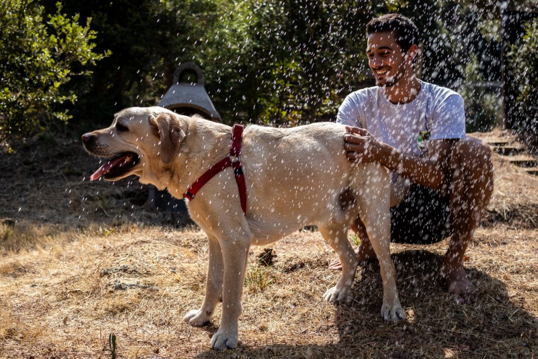 Gossos Dog & Welfare 1