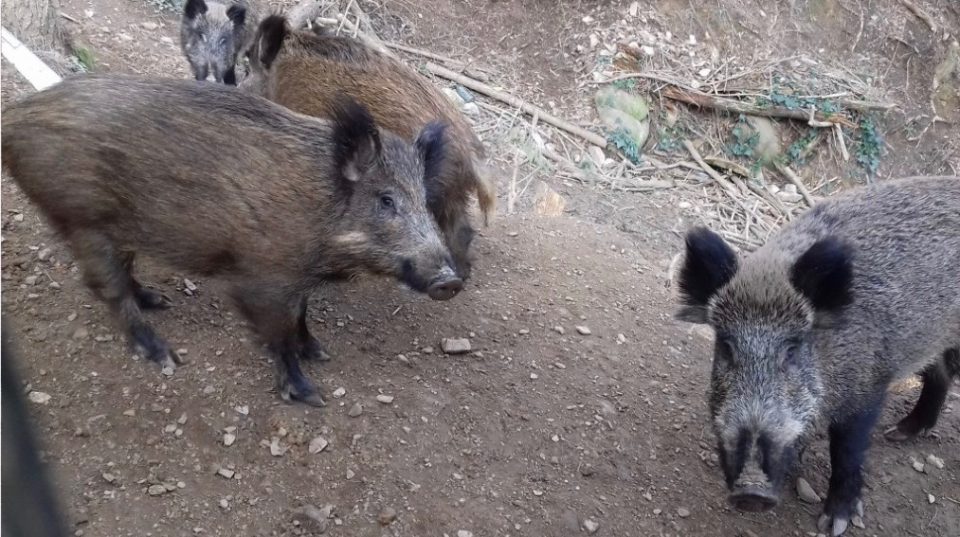 Porcs Senglars agressius Collserola